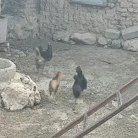 توتک