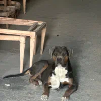 توله کین کورسو