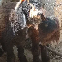بره