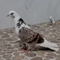 کبوتر شازده