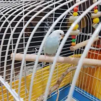 قیمت پرنده