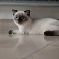 واگذاری گربه