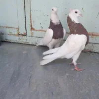 طوقی