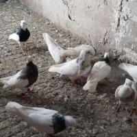 طوقی|پرنده|سبزوار, طبرسی (جعفرآباد)|دیوار