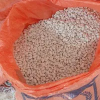 لوبیا سفید هم استفاده بذریوخوراکی 500کیلو