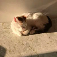 گربه عقیم شده واکسن شده