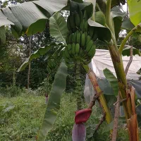موز سردسیری مثمر و تعدادی گل فضای باز