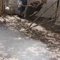 یک جفت مرغ شاخدار نر و ماده تخمگذار