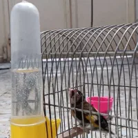 سهره|پرنده|خرم‌آباد, |دیوار