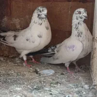 کبوتر جفتی یک
