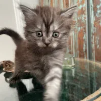کی دوست داره این بچه خوشگل براش دلبری کنه