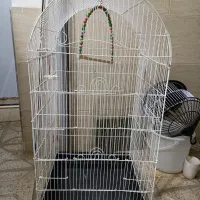 قفس عروس هلندی