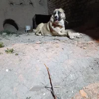 سگ افغان