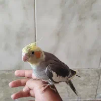 عروس هلندی دوماهه