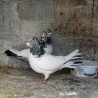 کبوتر
