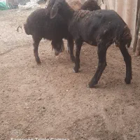 بره ماده هترو