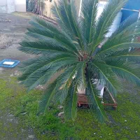 سیکاس ۲۰ ساله سالم بدون گلدان