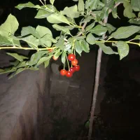 خاک کفتر۱۵کیسه تمیز