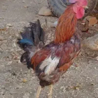 معاوضه مرغ با بوقلمون