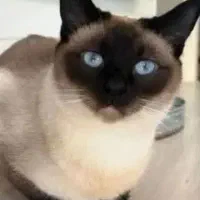 گربه سیامی تایلندی