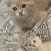 دوعدد گربه نر و ماده