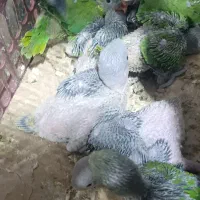 جوجه طوطی سبز شاه طوطی ش