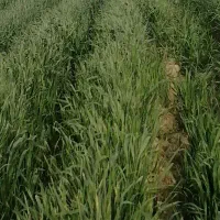 زمین-600متر