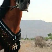 فروش نریان سواری دار