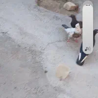 کبوتر گمشوده
