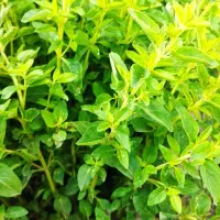 اویشن اعلی درجه یک