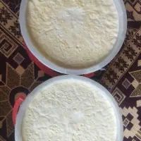 ماست گوسفند توریان