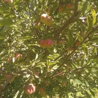 اجاره باغ سیب سفیدوقرمز درجه یک