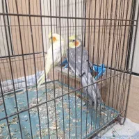 عروس هلندی