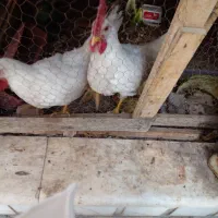 2 تا خروس 5 ماهه