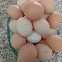 تخم مرغ محلی