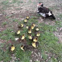 جوجه اردک اسرائیلی