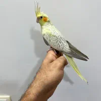 عروس هلندی با قفس
