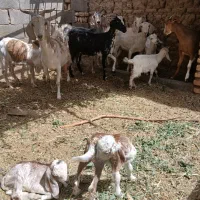 فروش بز با کره چهار روزه