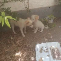 دوتا توله سگ پاکوتاه نر و ماده