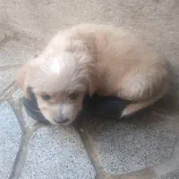 توله شیتزو