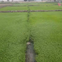 بزر شالی دم سیاه