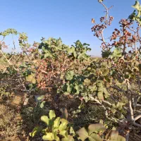 باغ-پسته