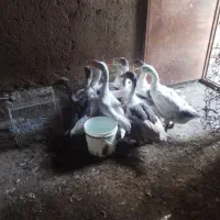 غاز سرحال