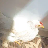 دوعدد‌خروس
