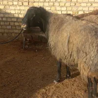 قوچ نربز|حیوانات مزرعه|جوادآباد, |دیوار