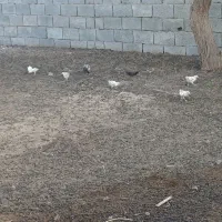 جوجه ۱ ماهه