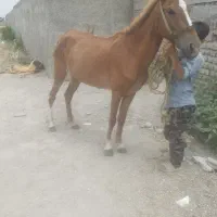 دوتا مادیان