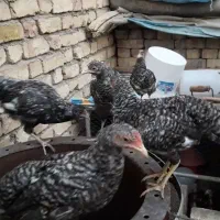 راک آمروک