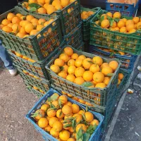 فروشنده ماهر برای میوه فروشی
