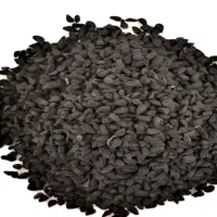 بذرپیازمحلی